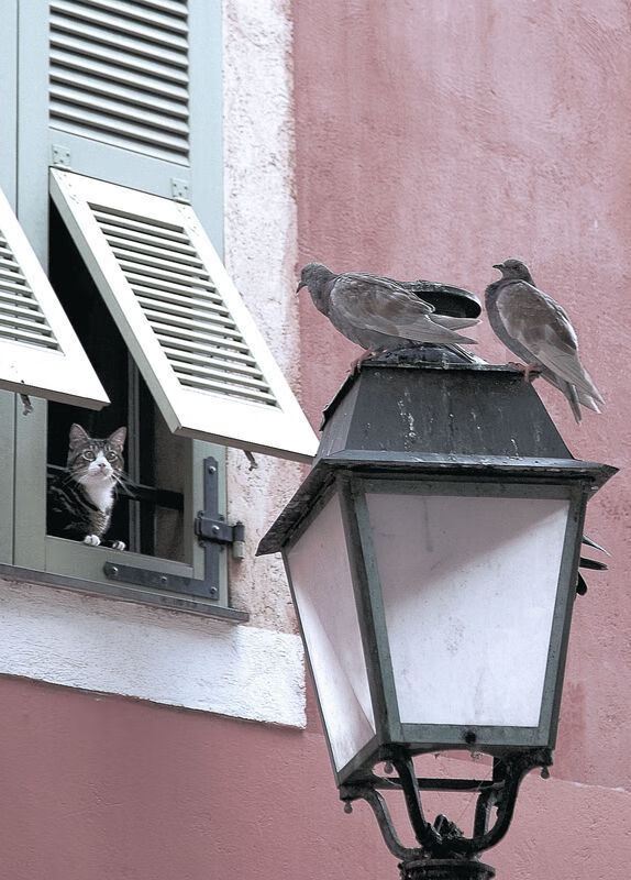 鏖战神域，当马丁内利的王权降临希腊与挪威的战场