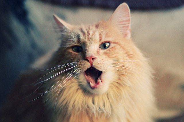 绝杀！新王卡瓦哈尔头槌定江山，哥伦比亚险胜塞维利亚