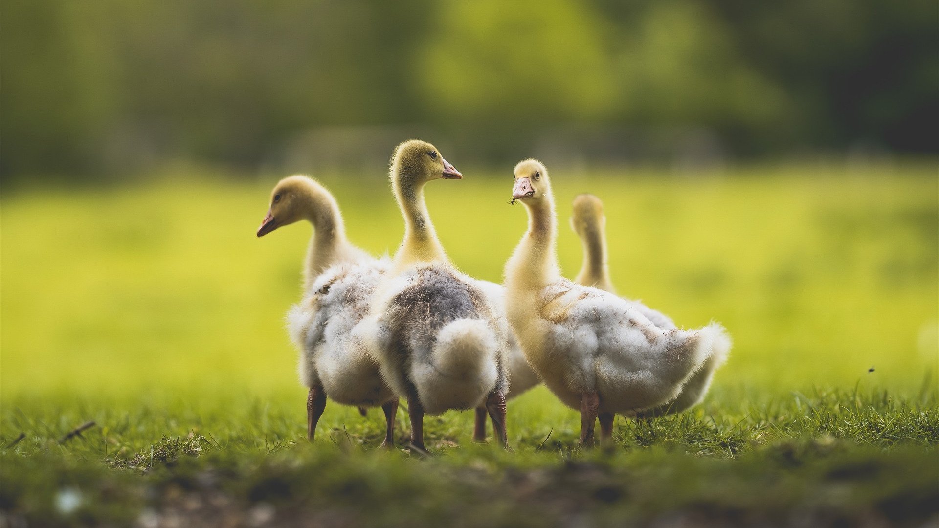 数据之王与团队奇迹，本泽马的统治力与哥斯达黎加的战术盛宴