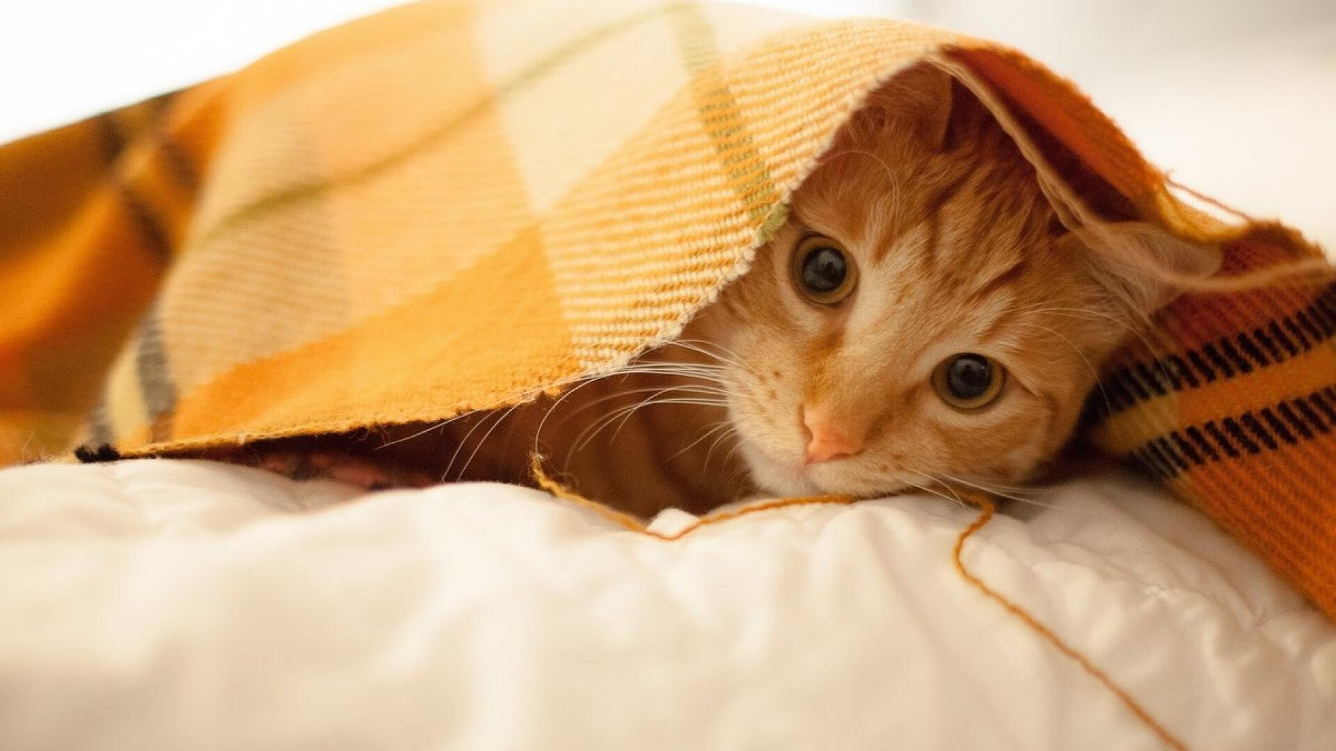 双轨传奇,当F1的轰鸣遇见东契奇的弧线