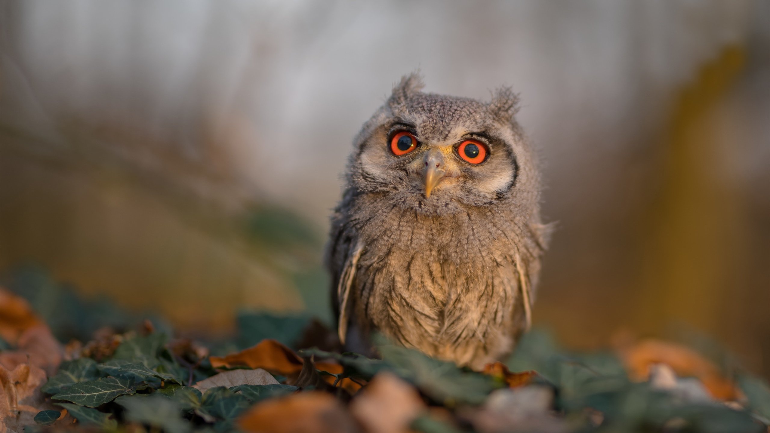 暗夜里的定盘星,奥运周期关键战之夜与阿圭罗式的稳定