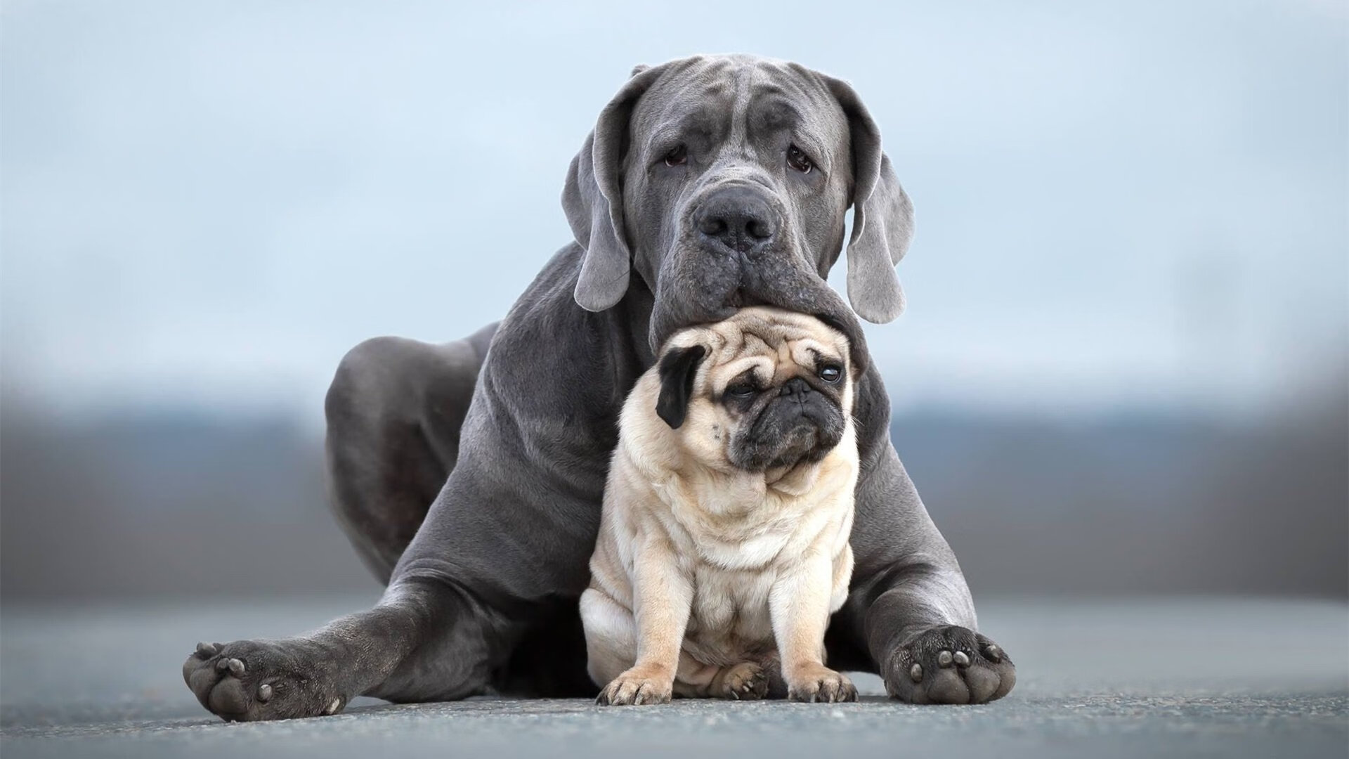 致命闪电,利物浦43分钟终结悬念,这场年度焦点之战如何重塑欧洲足坛认知?