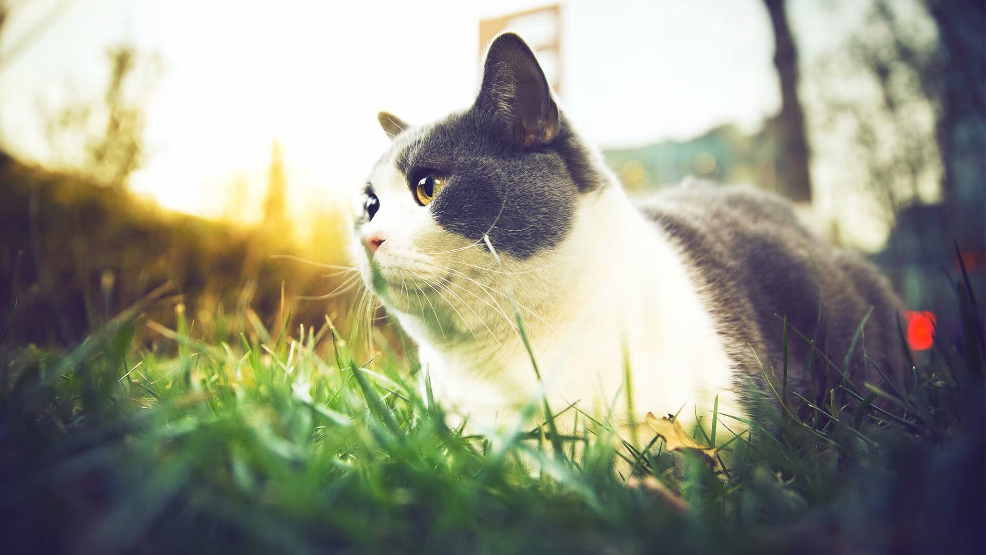 宿命回响，哈利伯顿在费城的背叛演出与76人的唯一性胜利