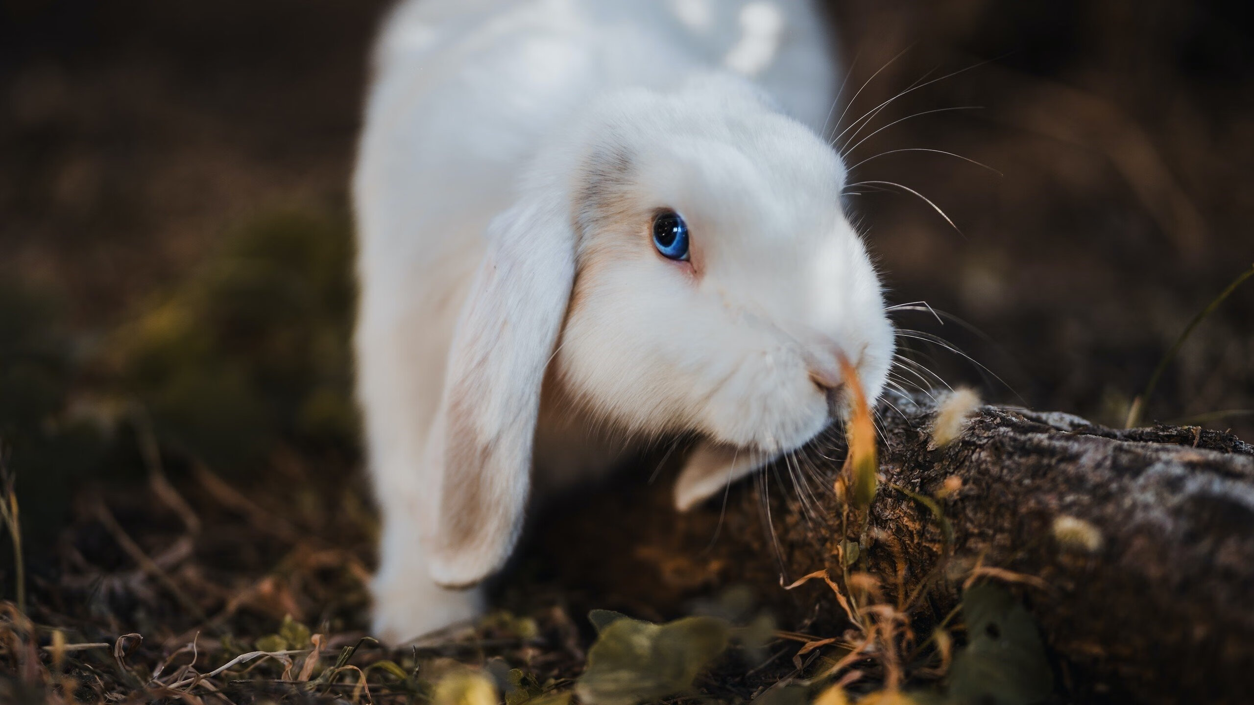 东方铁骑打穿华盛顿堡垒，文班亚马关键战不手软