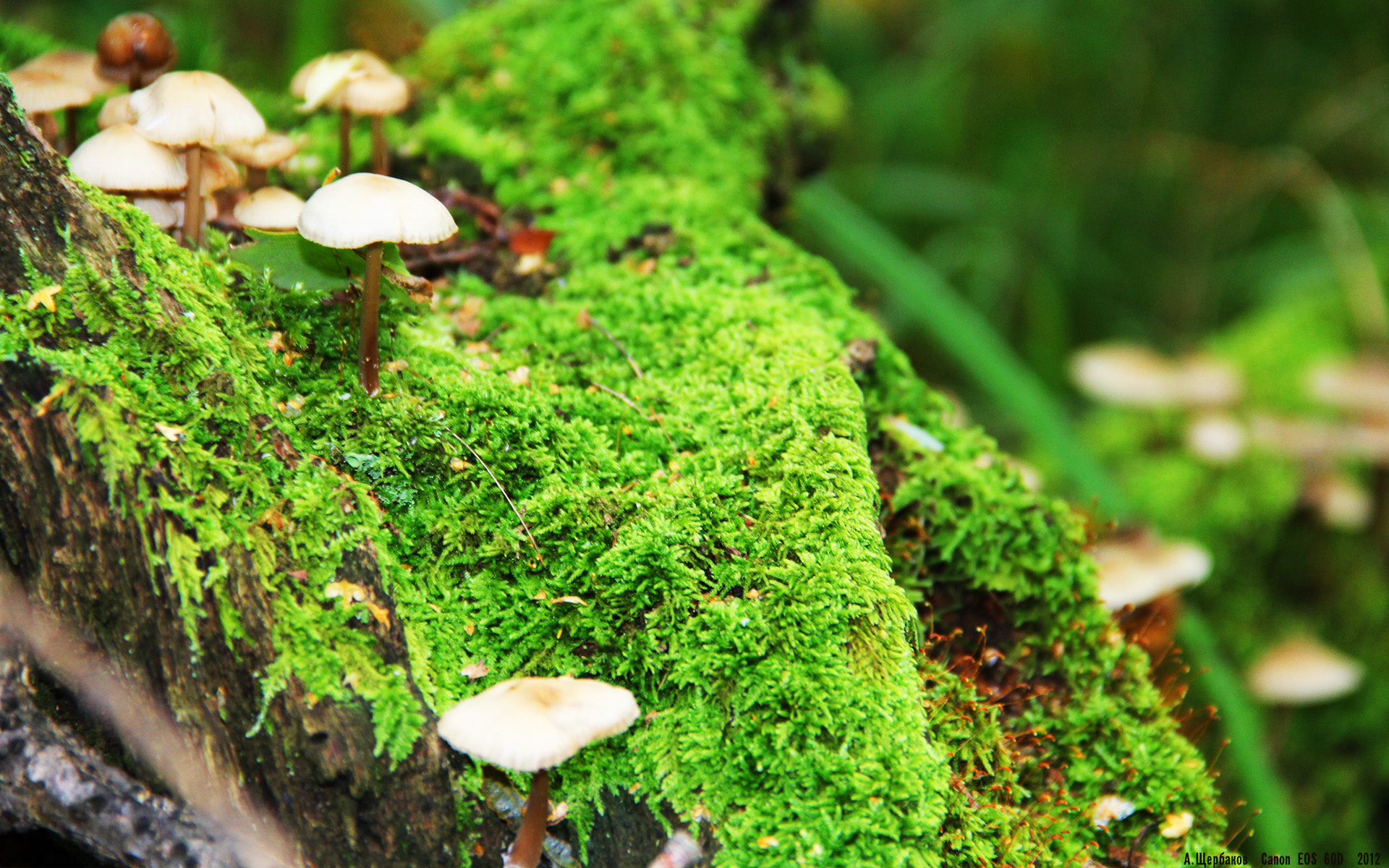 卡瓦哈尔梅开二度引爆全场,厄瓜多尔3-1击溃克罗地亚晋级关键战