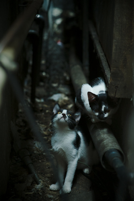 铁幕双重奏,当德国锁链绊倒芬兰,奥纳纳正在另一端定义锁死