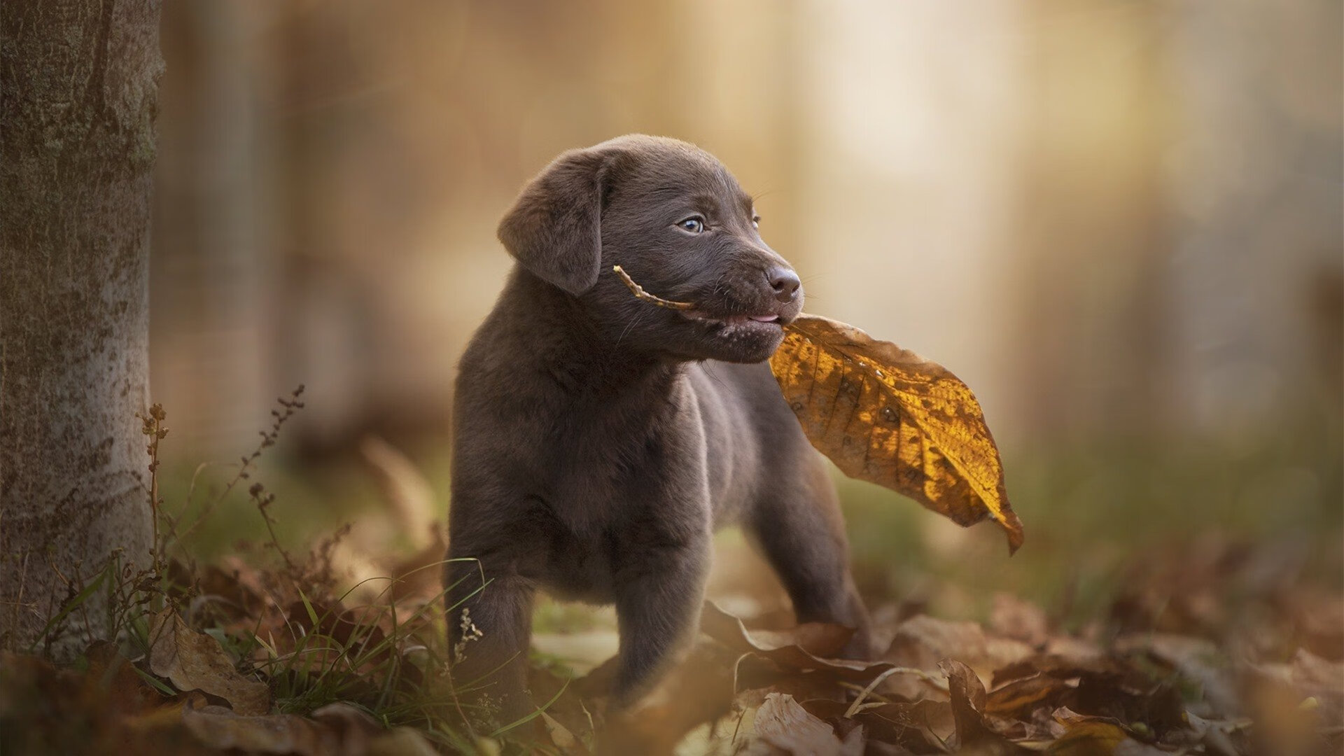 唯一性的双重奏，罗德里戈爆发闪耀个人舞台，国际米兰速胜秘鲁诠释团队传奇