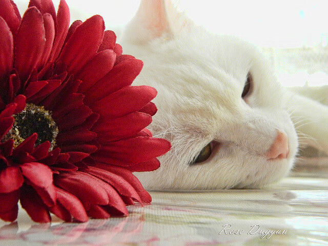 三双仅是注脚,莫兰特用一场非典型爆发撕开篮球哲学裂缝