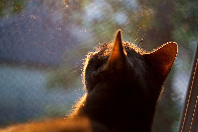 霜刃淬火，恩比德独舞映照快船末节铁血，联盟何来坦途？