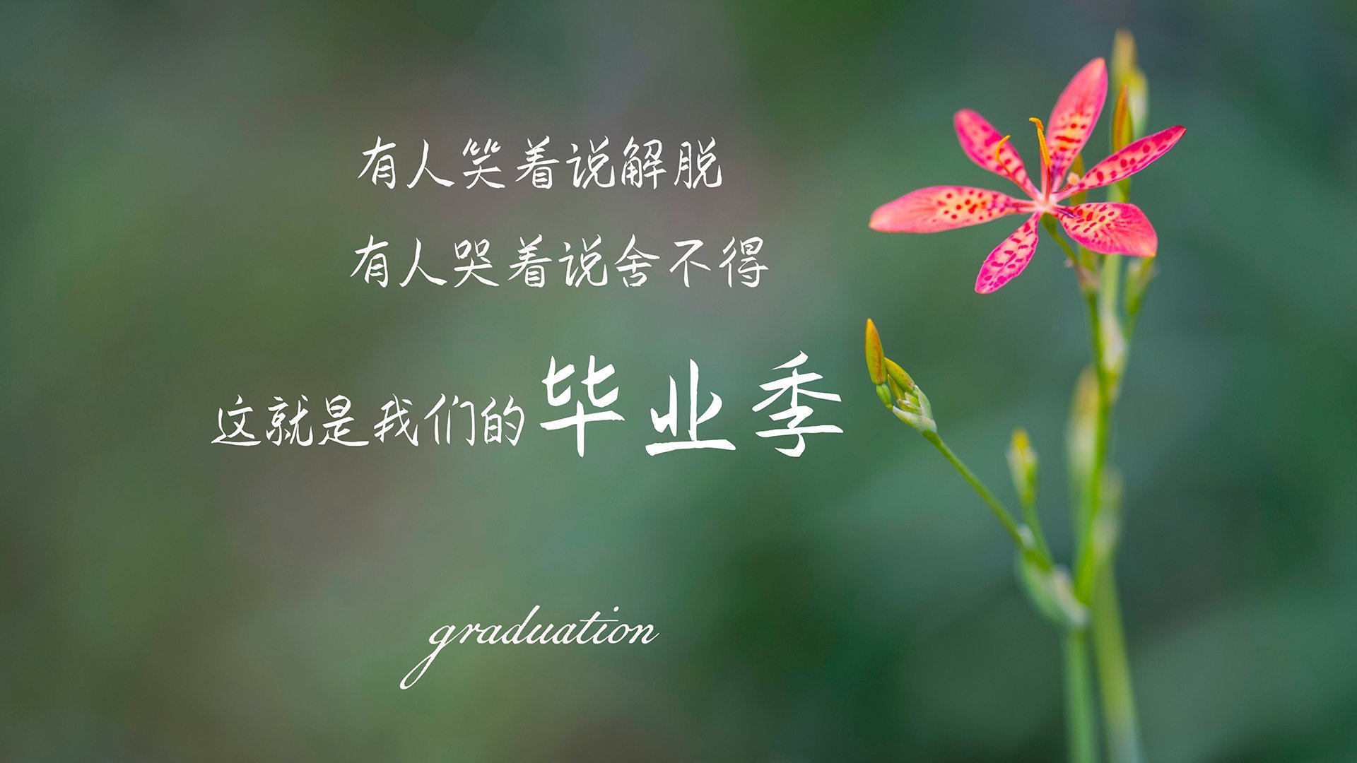 沙漠风暴席卷绿茵,2026世界杯,阿联酋力克德国,齐耶赫用节奏掌控书写唯一传奇